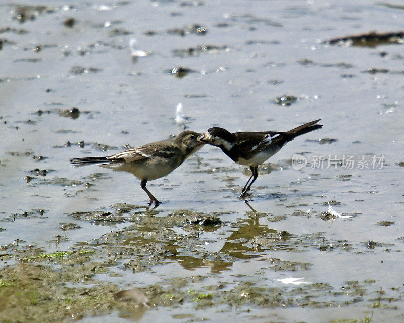 花斑鹡鸰（Motacilla alba yarelli）